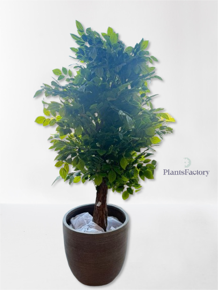 Artificial Ficus Tree 185 cm - FT100002