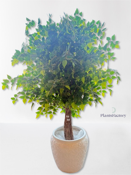Artificial Ficus Tree 185 cm - FT100007