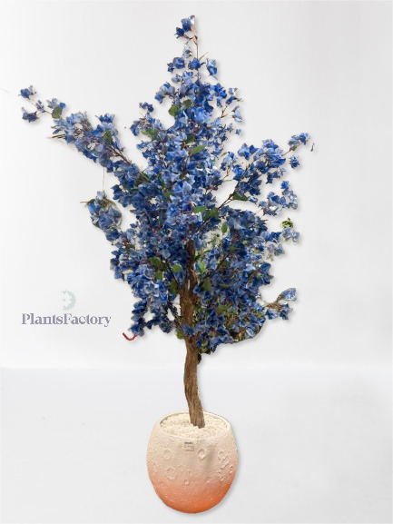 Bougainvillea Tree - AR50002