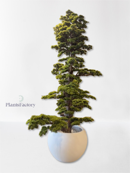 Artificial Bonsai Tree 280 cm - BT100006