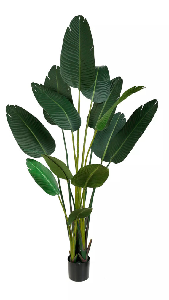 Strelitzia Nicolai - AR50006
