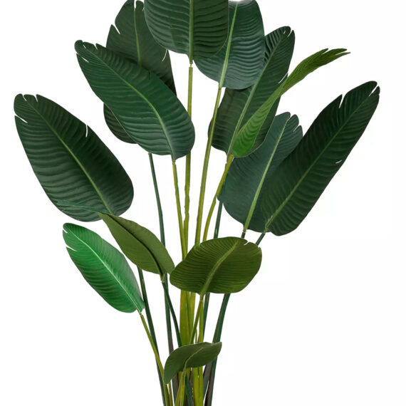 Strelitzia Nicolai - AR50006