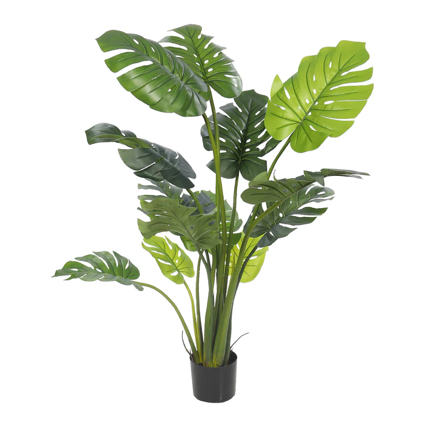 Monstera Deliciosa Plant 140cm