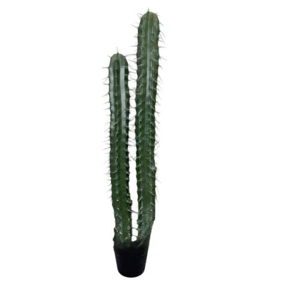 Cactus Stetsonia (2 trunks) 105cm