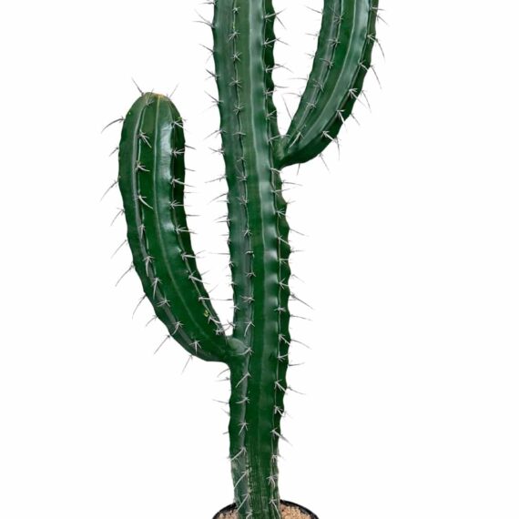 Cactus Stetsonia (1 trunk) 101cm