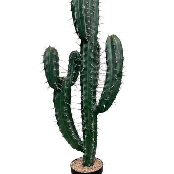 Cactus Stetsonia (branchy) 101cm