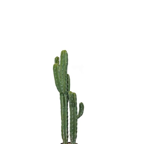 Artificial Cactus Cereus Jamakaru