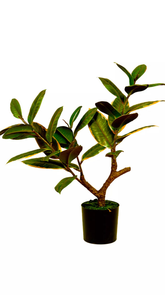 Ficus Elastica Melanie - AR50013