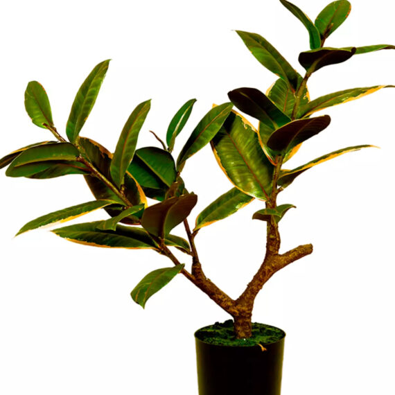 Ficus Elastica Melanie - AR50013
