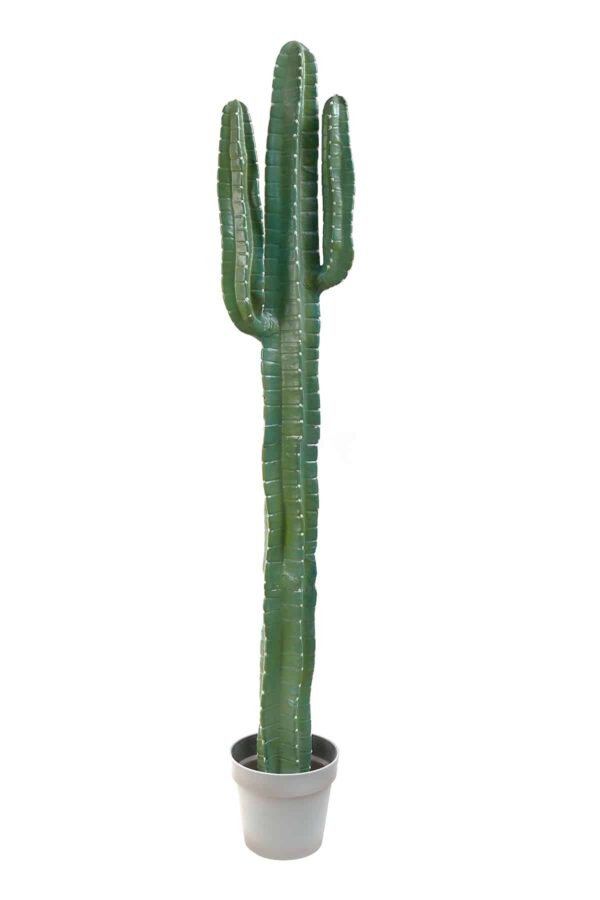 Cactus Cereus (with white neddles)141cm
