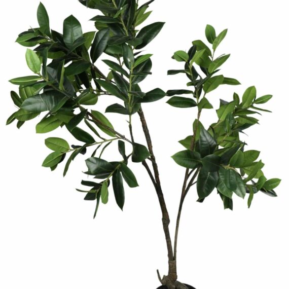Ficus Elastica Melanie 75 cm