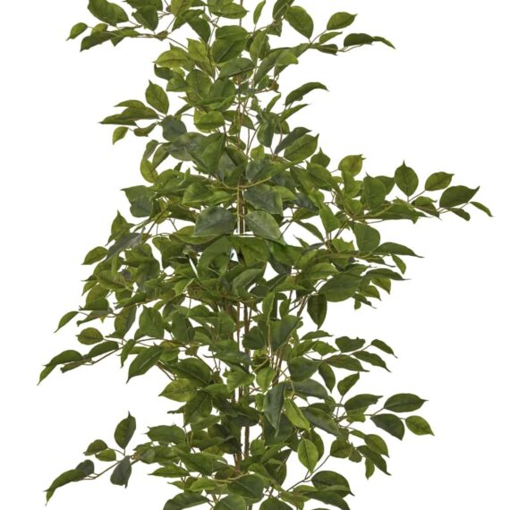 Ficus Benjamina Naomi 120cm
