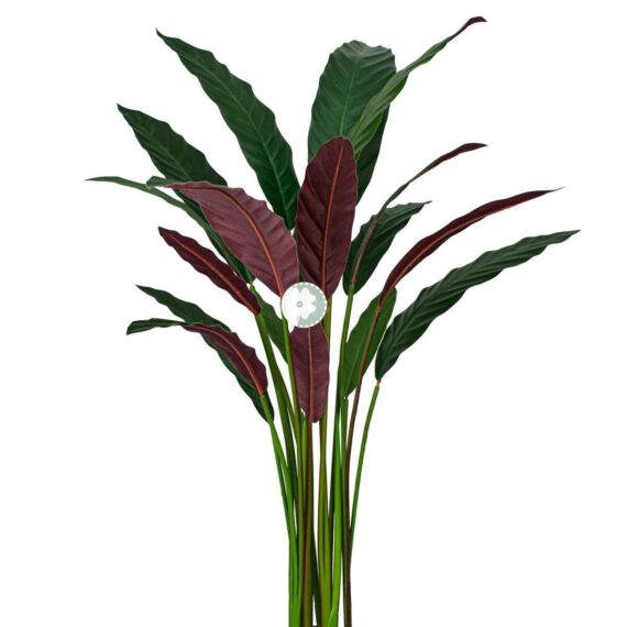 Calathea Rufibarba - AR50010