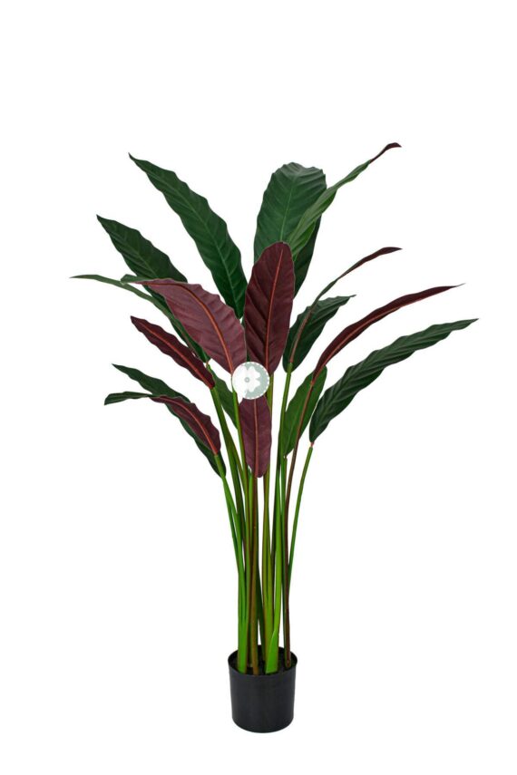 Calathea Rufibarba - AR50010