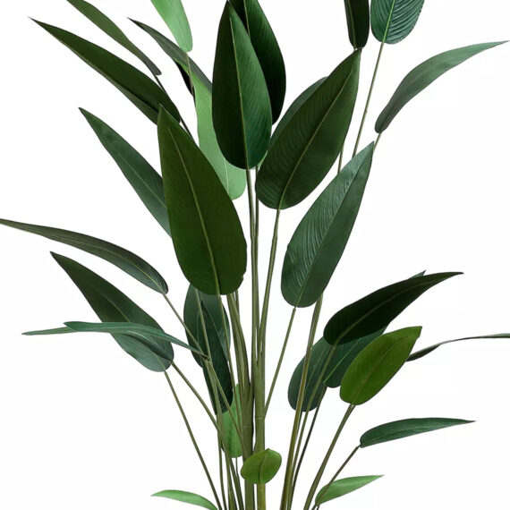 Strelitzia Reginae - AR50009