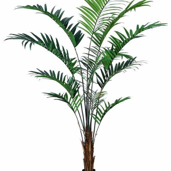 Kentia palm 240cm