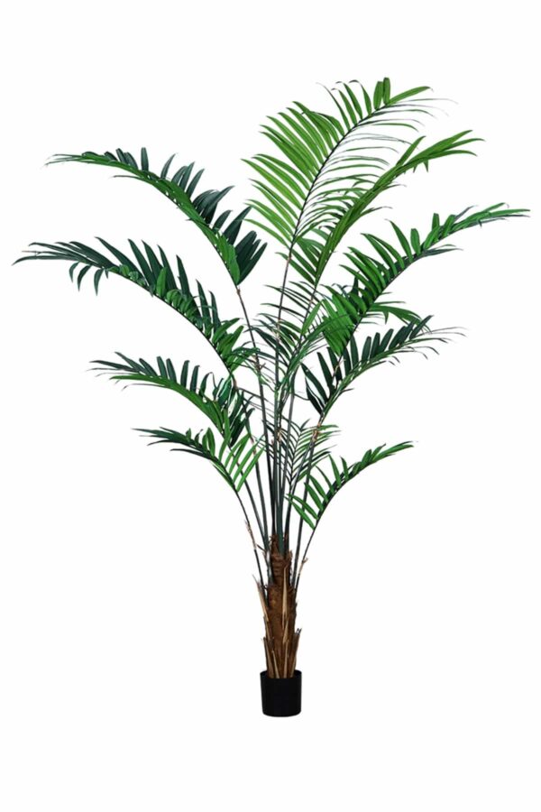 Kentia palm 240cm