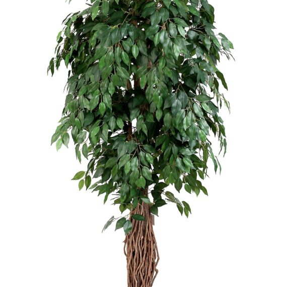 Ficus Benjamina Liana 210cm