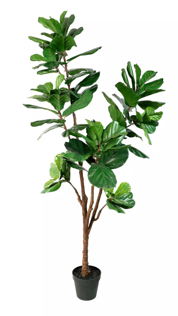 Ficus Lyrata 210 cm - FL100001