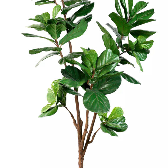 Ficus Lyrata 210 cm - FL100001