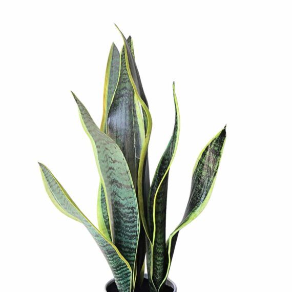 Artificial Snake Plant