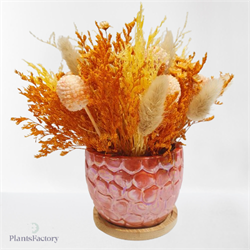Golden Glow Bloom