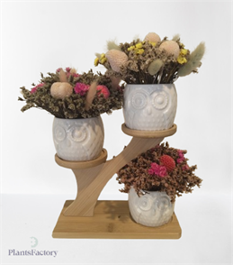 Owl Garden Trio