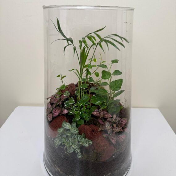 Forest Canopy Terrarium