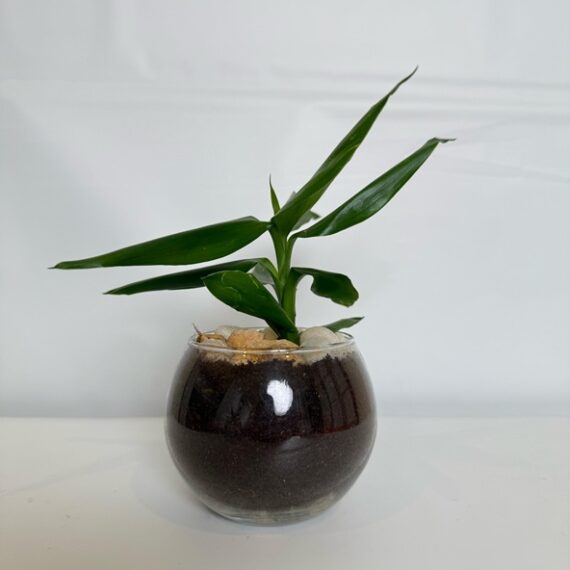 Zen Orb