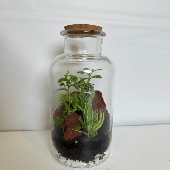 Forest Capsule