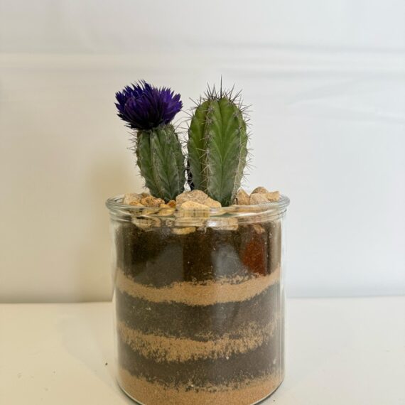 Desert Bloom Terrarium