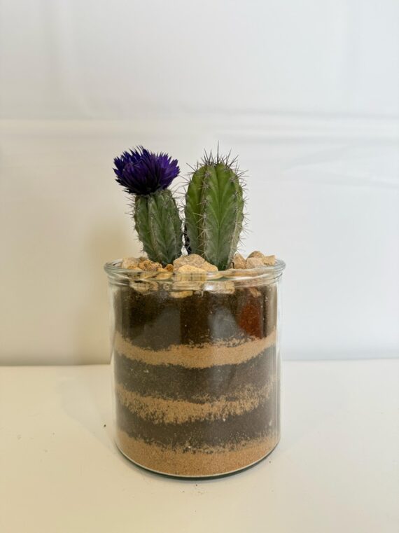 Desert Bloom Terrarium