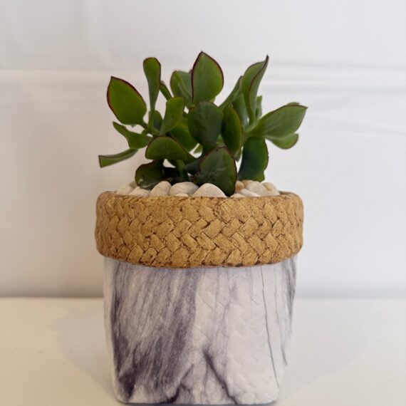Modern Jade Succulent