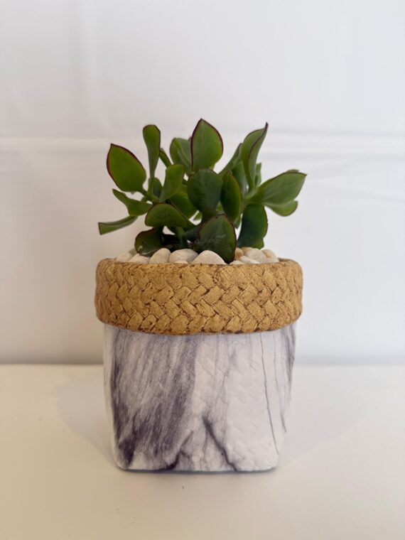 Modern Jade Succulent