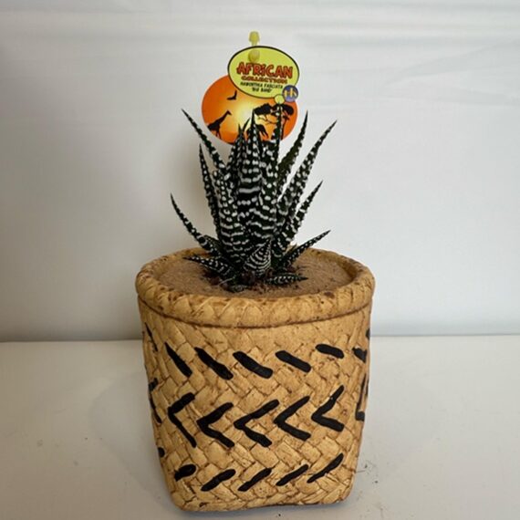 African Zebra Haworthia