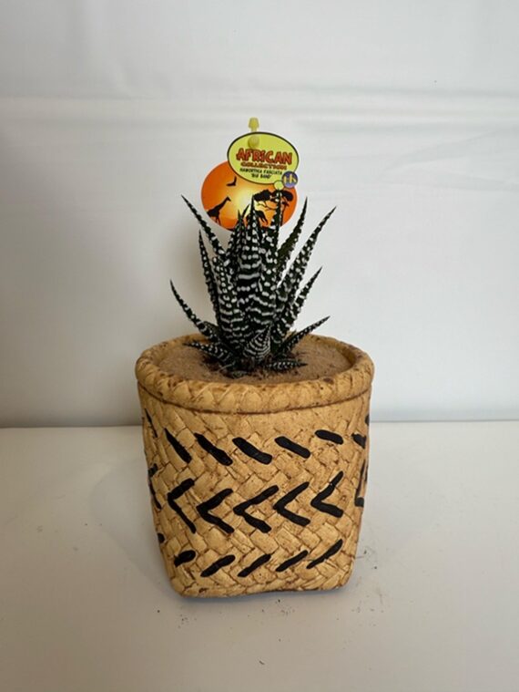 African Zebra Haworthia