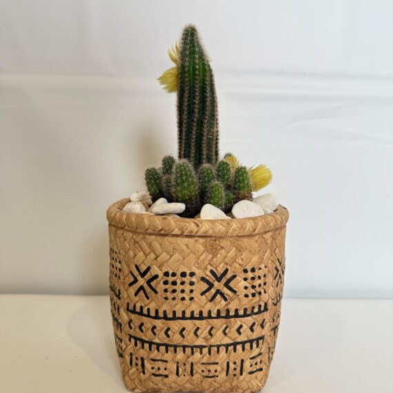 Sunburst Tribal Cactus