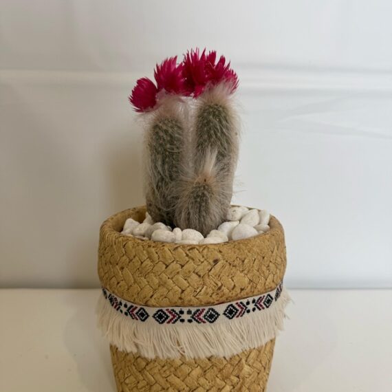 Desert Bloom Fringe Cactus
