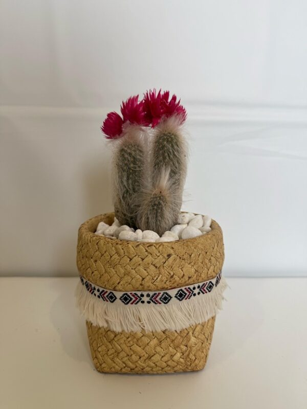 Desert Bloom Fringe Cactus