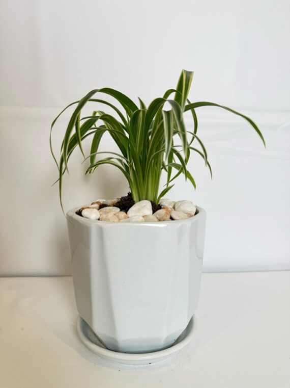 Mini Spider Plant in Glossy White Planter