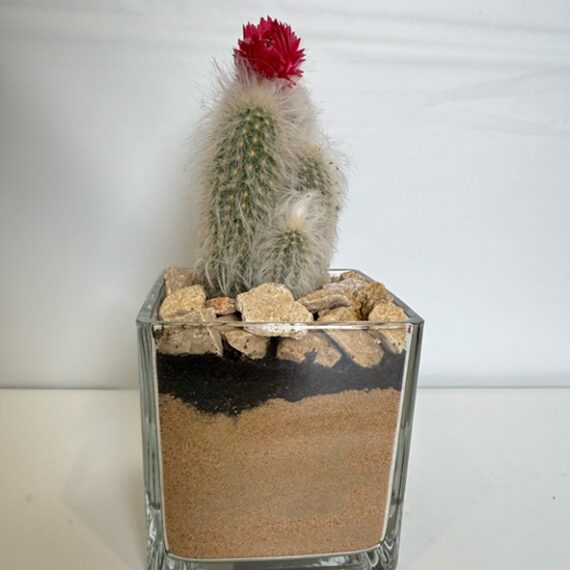 Mini Cactus in Layered Glass Planter