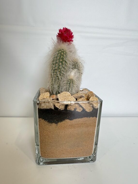 Mini Cactus in Layered Glass Planter