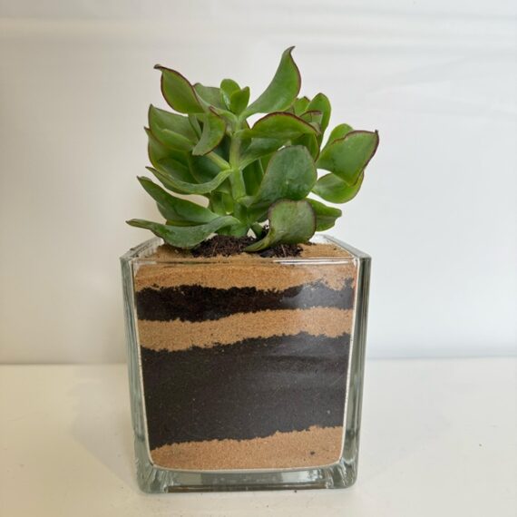 Succulent in Layered Glass Planter