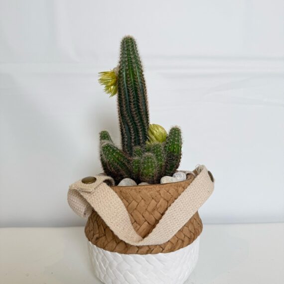 Tall Cactus in Two-Tone Woven Pot with Handles