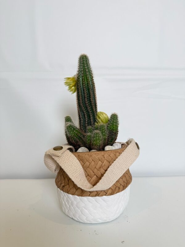 Tall Cactus in Two-Tone Woven Pot with Handles