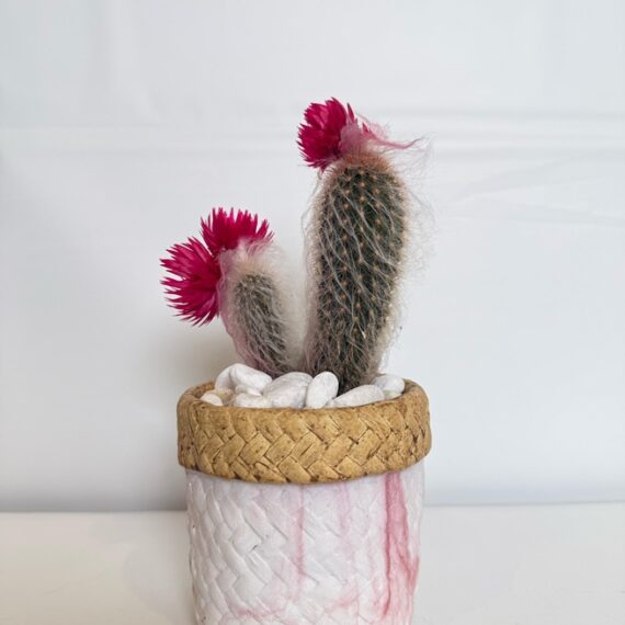 Pink-Blooming Twin Cactus in Woven-Style Pot