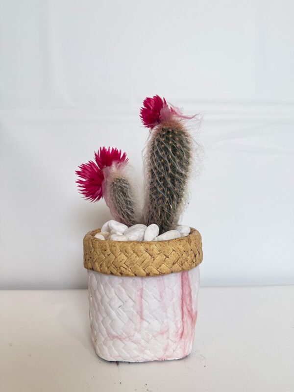 Pink-Blooming Twin Cactus in Woven-Style Pot