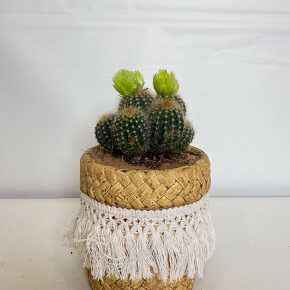 Twin Bloom Cactus in Macramé Fringe Planter