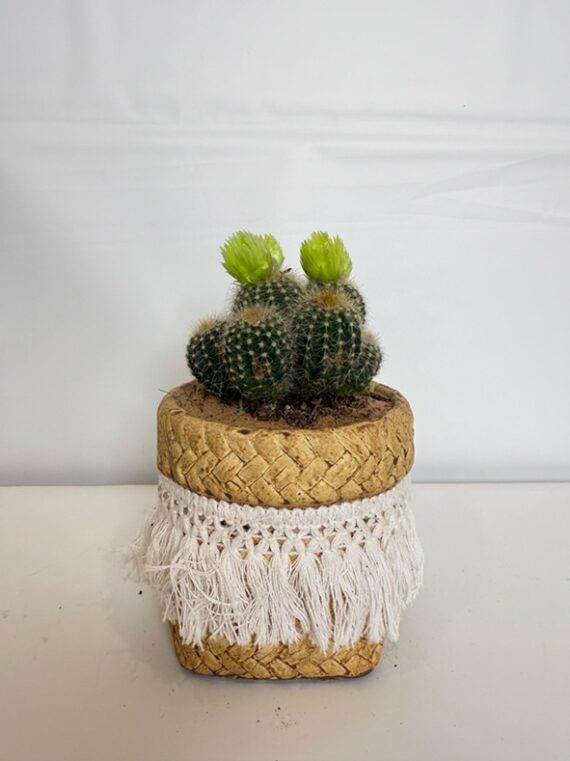 Twin Bloom Cactus in Macramé Fringe Planter