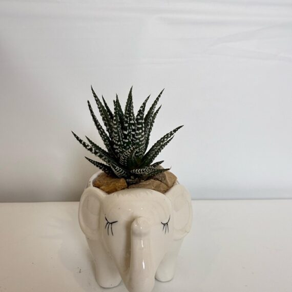 Zebra Haworthia in Ceramic Elephant Planter